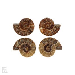 Ammonites Madagascar ± 3 cm