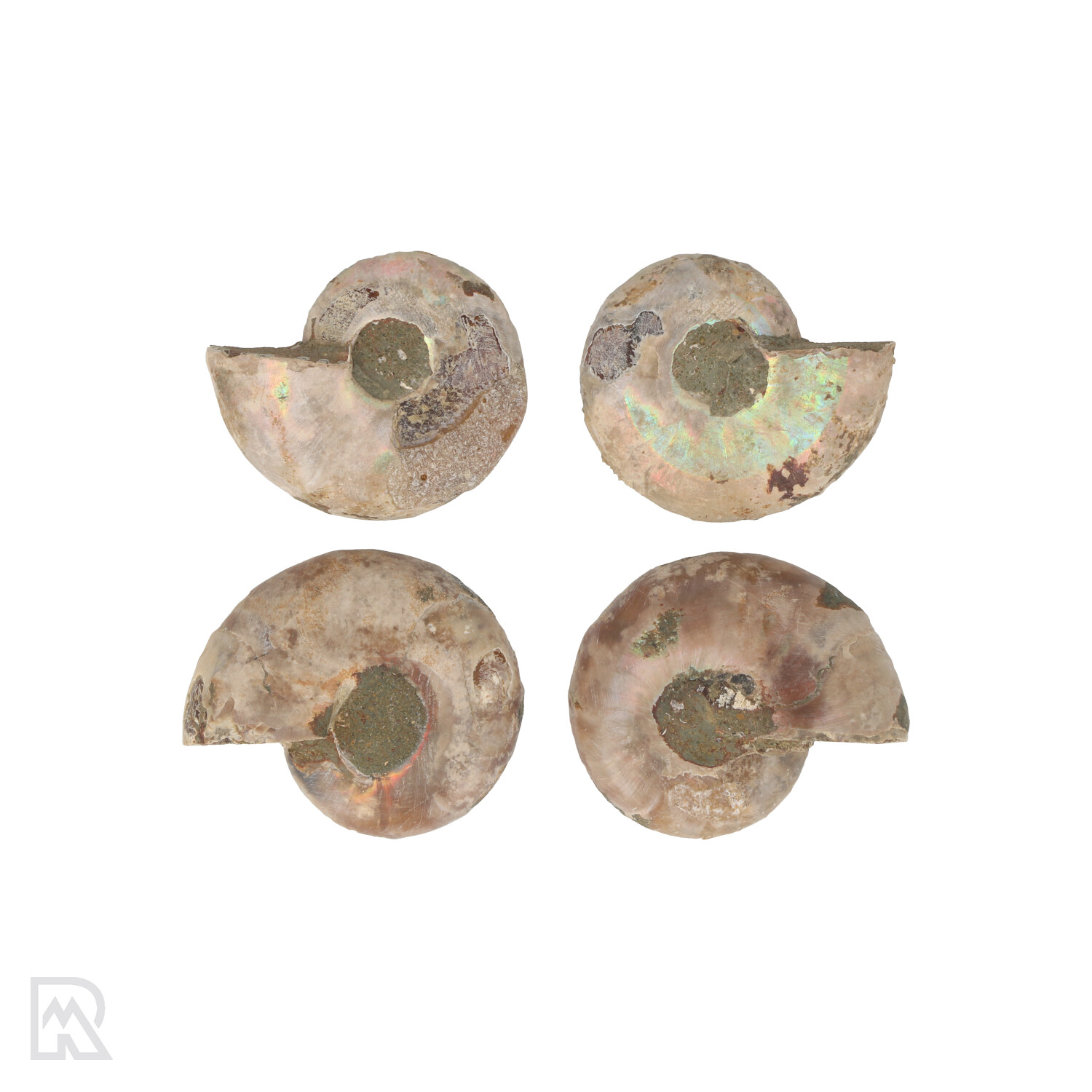 ammoniten-paare-madagaskar-3-cm-2