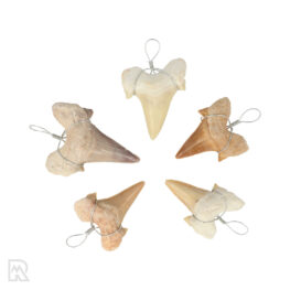 Fossil Shark's Tooth Pendant 3 cm