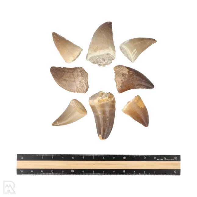 Mosasaurus Tand - Afbeelding 3
