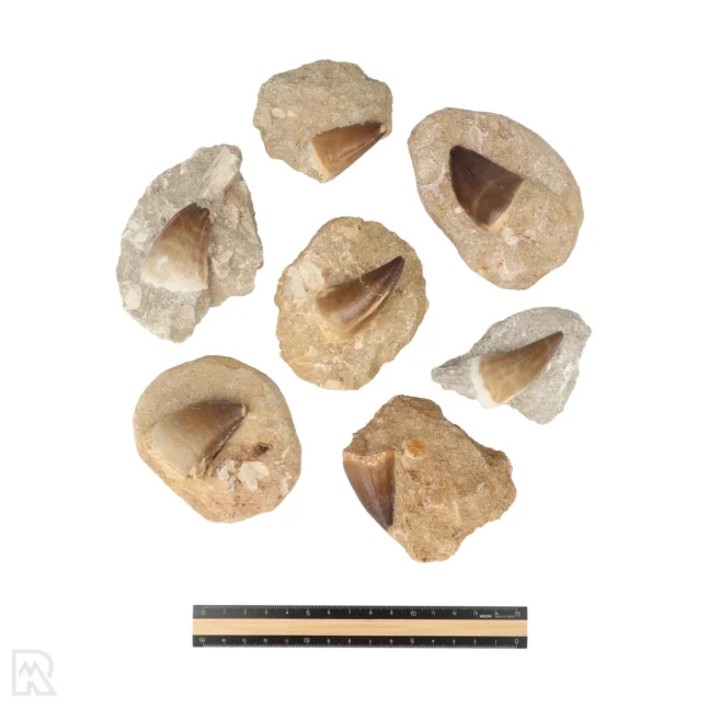 Mosasaurus Tand in Matrix - Afbeelding 3