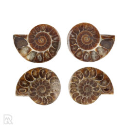 Ammonieten Madagaskar ± 4.5 cm
