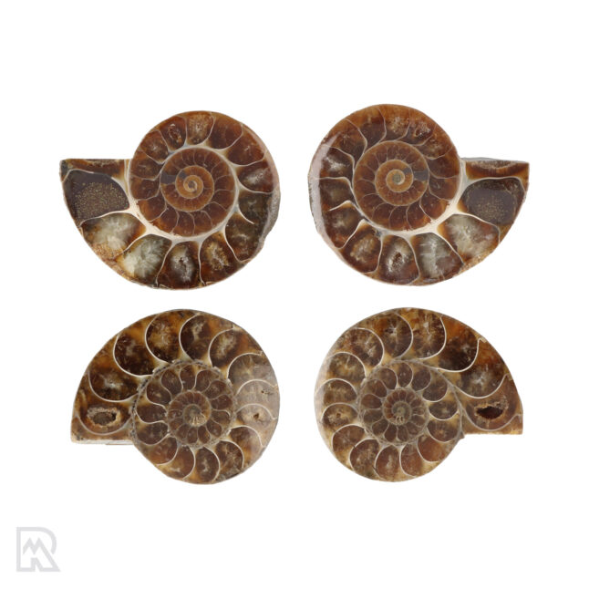 Ammoniten Madagaskar ± 4,5 cm