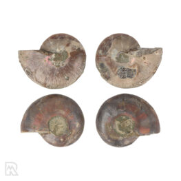 ammonieten-paren-madagaskar-5-cm-2
