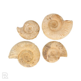 Witte Ammonieten Madagaskar