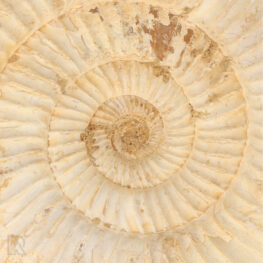 witte-ammonieten-madagaskar-close-up