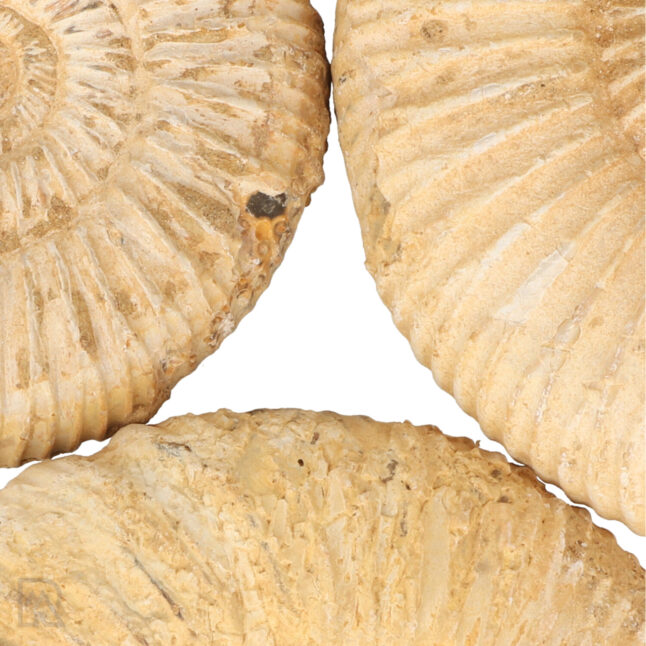 witte-ammonieten-madagaskar-zoom