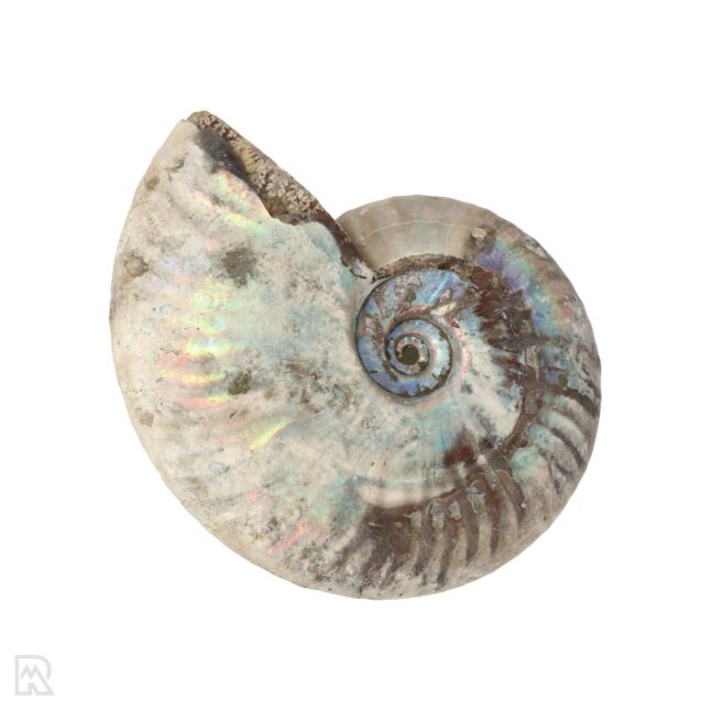Schillernder Ammonit Madagaskar