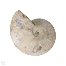 Iridescent Ammonite Madagascar