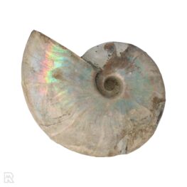 Iridescent Ammonite Madagascar