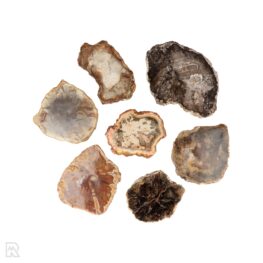Versteend Hout Schijven Madagaskar | M
