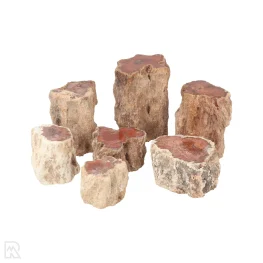 Versteinertes Holz – Stämme