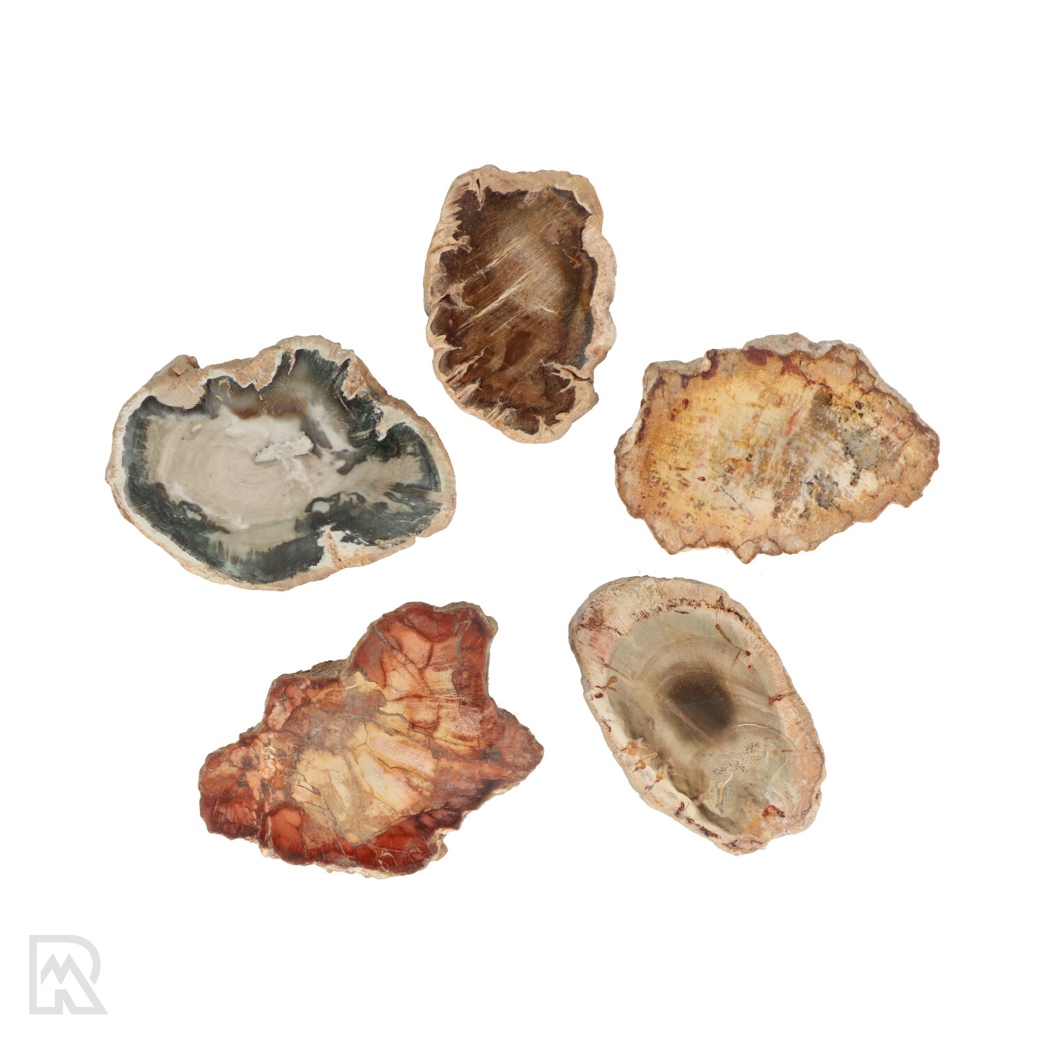 Versteend Hout Doorboorde Hanger 1 Versteend Hout Doorboorde Hanger