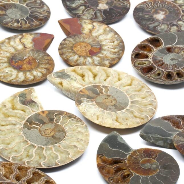 Ammoniten aus Madagaskar mit der Positionsnummer 3007