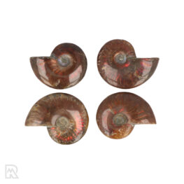 Opalisierte Ammoniten aus Madagaskar mit der Stücknummer 3033