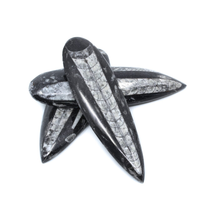 Orthoceras Ground | M