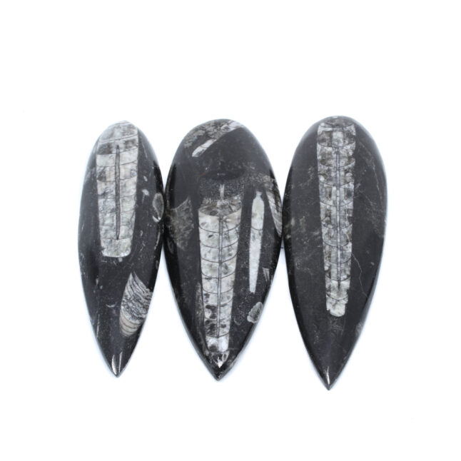 Orthoceras Geslepen | M - Image 2