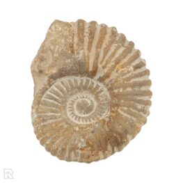 3032 ammonite morocco ammonite morocco 1 1