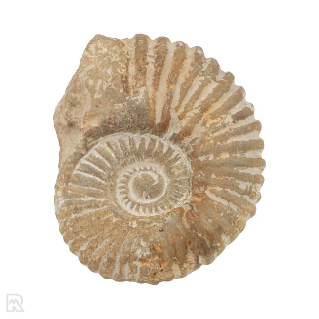 Ammoniet Acanthoceras Marokko