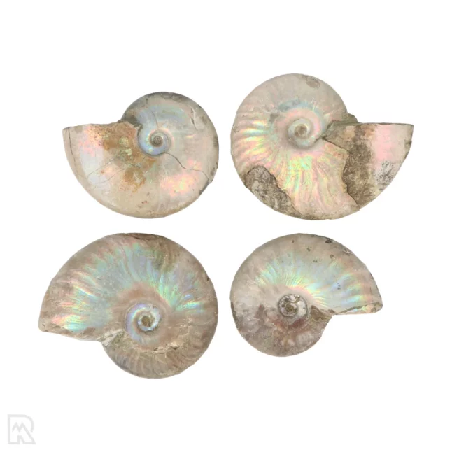 Iriserende Ammonieten | M