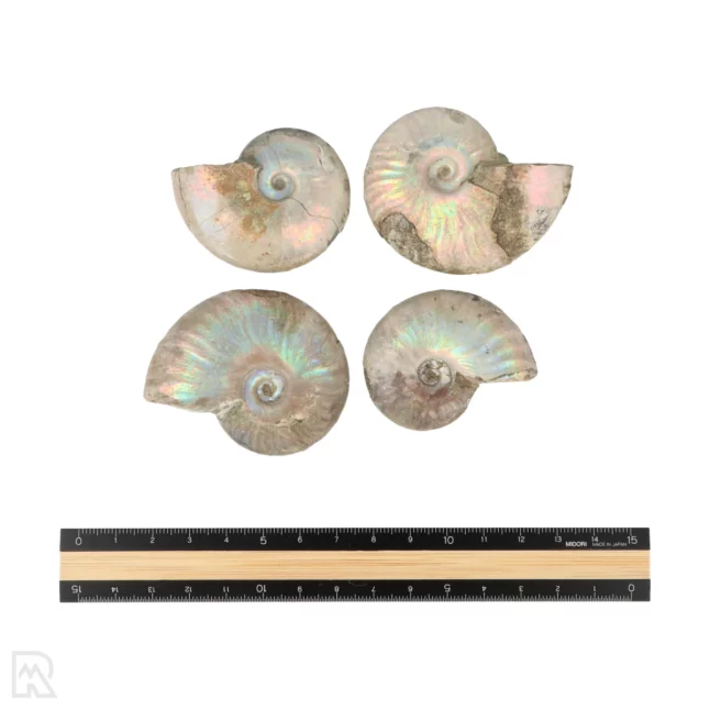 Iriserende Ammonieten | M - Afbeelding 3