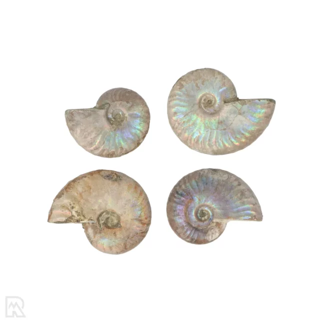 Iriserende Ammoniet | 3,5 cm