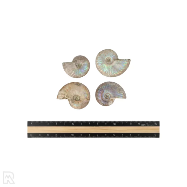 Iriserende Ammoniet | 3,5 cm - Afbeelding 3