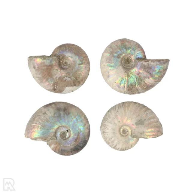 Iriserende Ammoniet | 4,5 cm