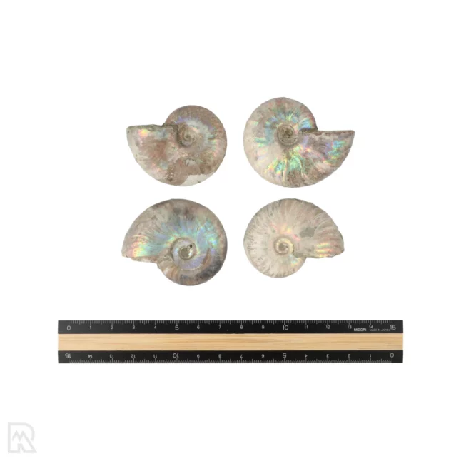Iriserende Ammoniet | 4,5 cm - Afbeelding 3