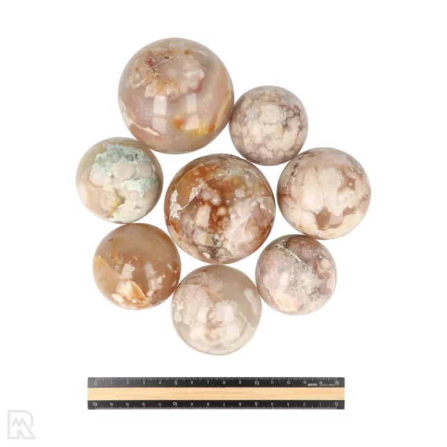 Bloem Agaat Bollen uit Madagaskar met artikelnummer 1017
