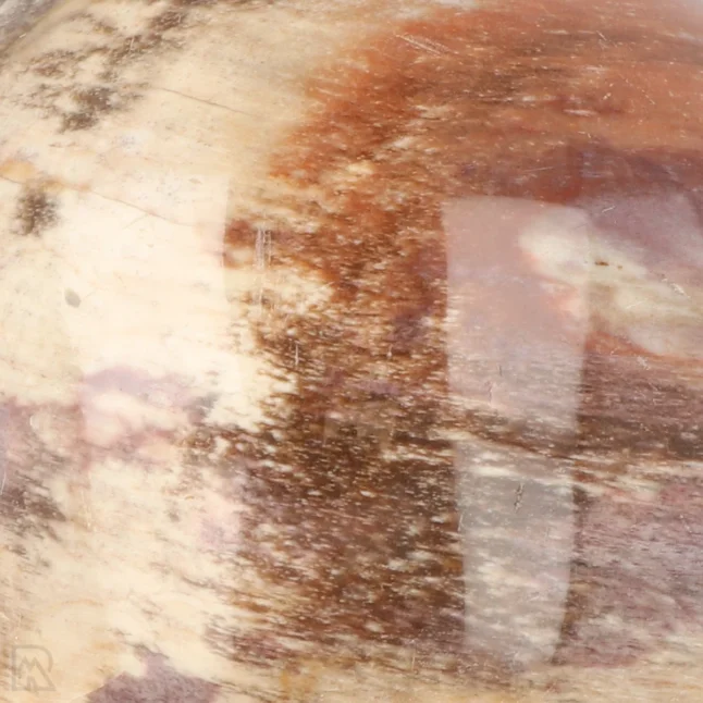 Versteinerte Holzkugel aus Madagaskar mit der Artikelnummer 19981