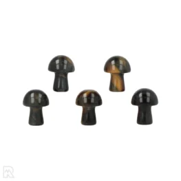 Falcon's Eye Mushroom