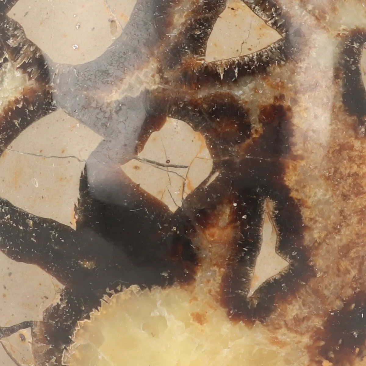 Septarie Sculpture 2 Septarie Sculpture from Madagascar with item number 21417