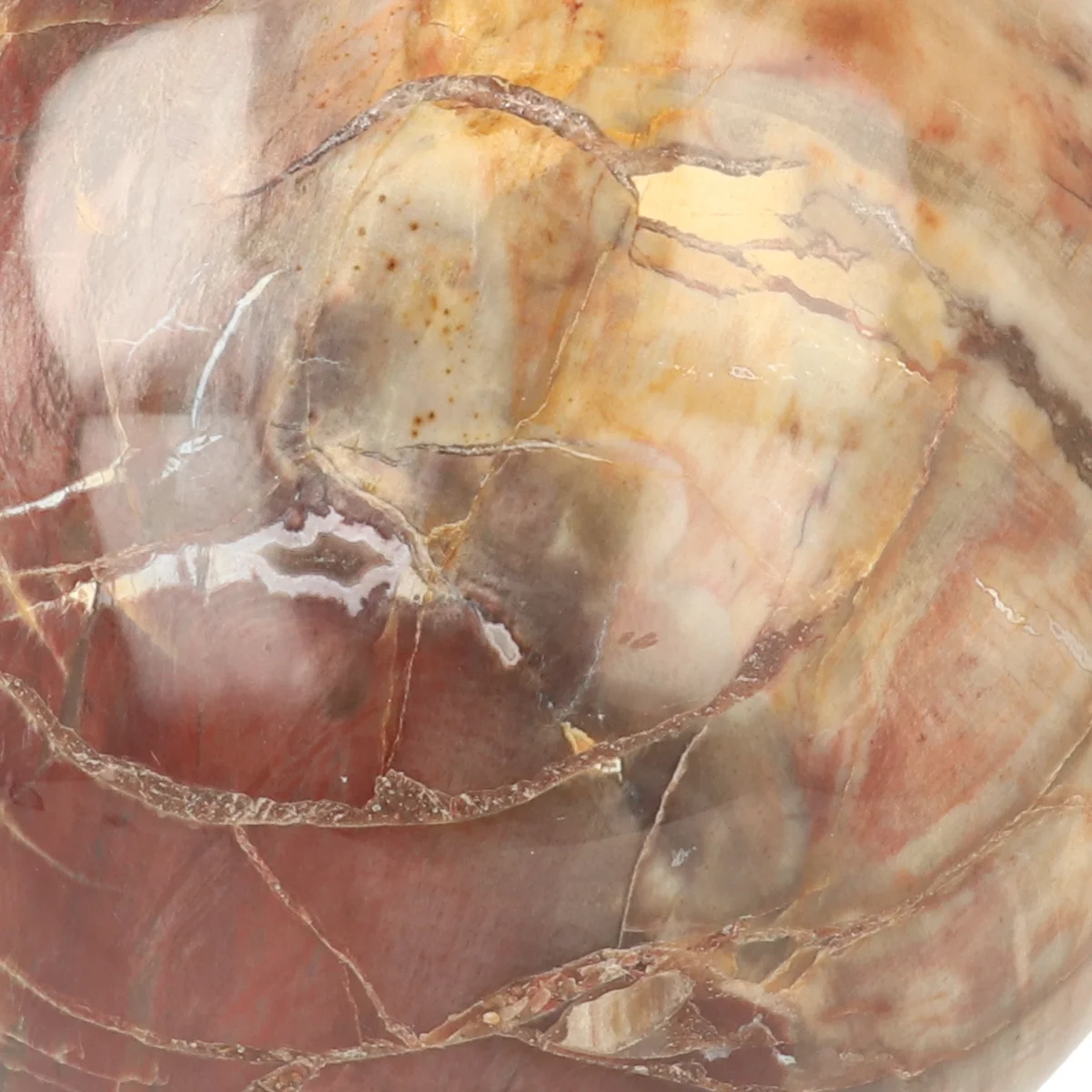 Versteinerte Holzkugel 2 Versteend Hout Bol uit Madagaskar met artikelnummer 21723