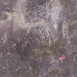 Lepidoliet Sculptuur uit Madagaskar met artikelnummer 21755