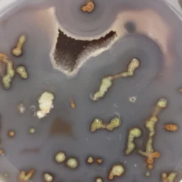 Agaat op Standaard uit Brazilië met artikelnummer 21955