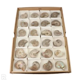 Iriserende Ammoniet Verkoopdoos