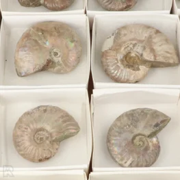 22013 iriserende ammonieten verkoopdoos zoom