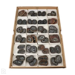 Septarie Geode Paren Verkoopdoos