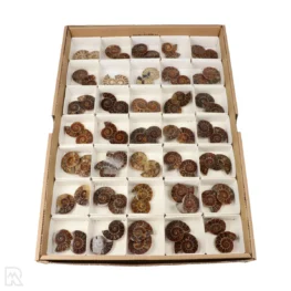 Ammoniet Paren Verkoopdoos