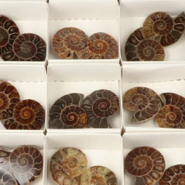 22015 ammoniet paren verkoopdoos zoom