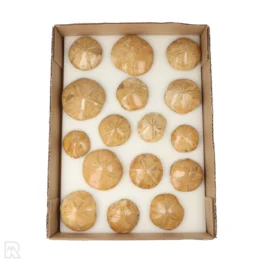 Zanddollars - Zee-egels