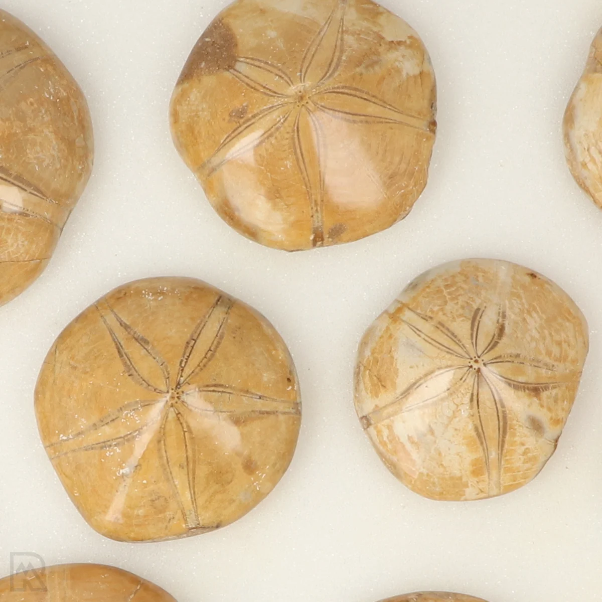 Zanddollars - Zee-egels 2 Zanddollars - Zee-egels - Afbeelding 2