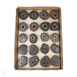 Septarie Geode Paren