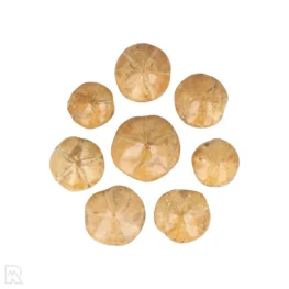 Zanddollars - Zee-egels