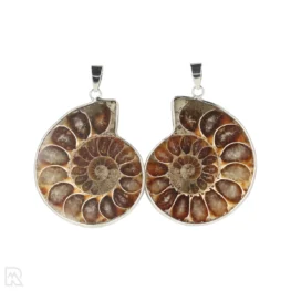 Ammonieten Hanger | M