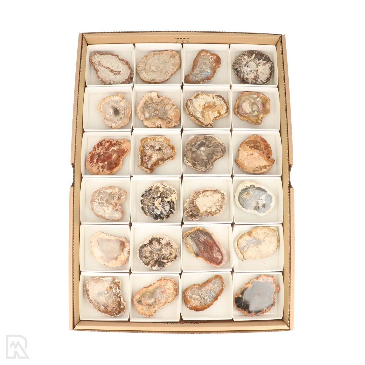 Versteend Hout Schijven Verkoopdoos | 24st 1 Versteend Hout Schijven Verkoopdoos | 24st
