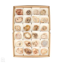Petrified Wood Discs Sales Box | 24 pcs