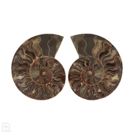 Ammoniet Fossiel uit Madagaskar met artikelnummer 22862