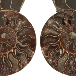 Ammoniet Fossiel uit Madagaskar met artikelnummer 22862